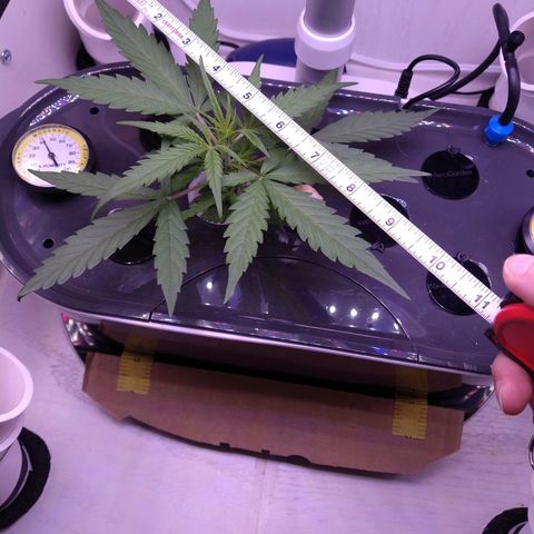 Arcana growlog timeline photo