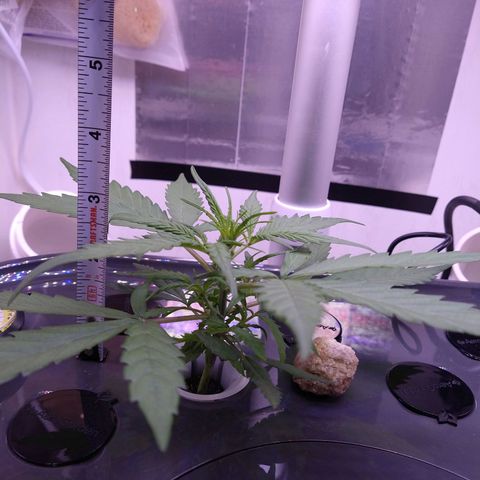 Arcana growlog timeline photo