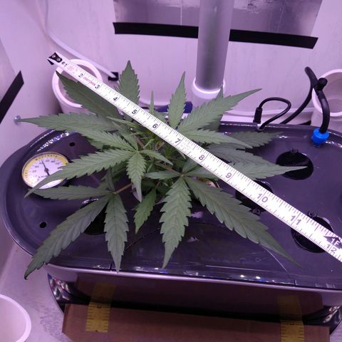 Arcana growlog timeline photo