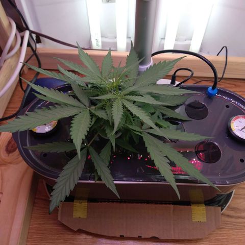 Arcana growlog photo: Pre Prune
