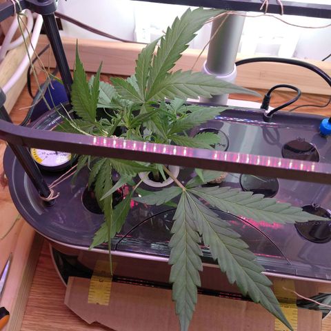 Arcana growlog photo: Post Prune, LST