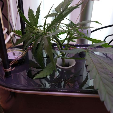 Arcana growlog photo: Post Prune, LST