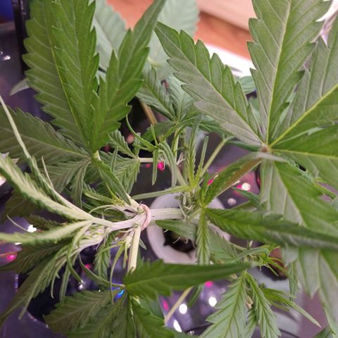 Arcana growlog photo: Post Prune, LST