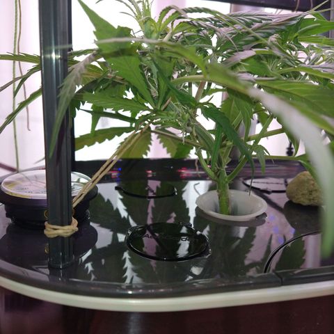 Arcana growlog photo: LST