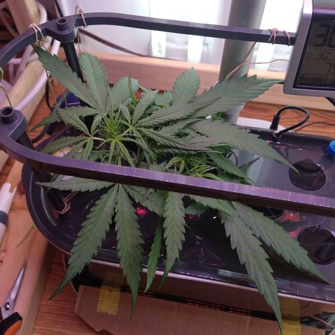 Arcana growlog photo: LST
