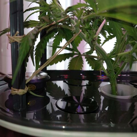 Arcana growlog photo: More LST