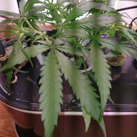 Arcana growlog photo: More LST
