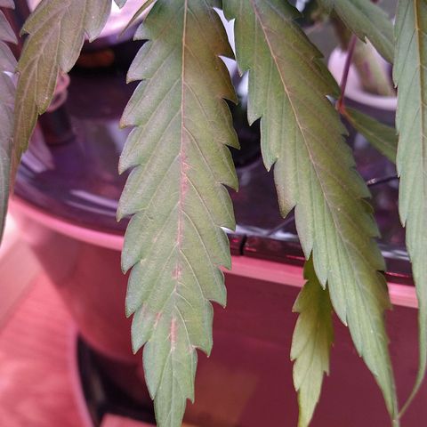 Arcana growlog photo: Brown spots on 1 leaf
Slight tip burn on all leaves
Lower large leaves yellowing