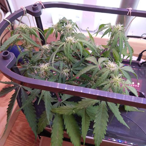 Arcana growlog photo: After trim
