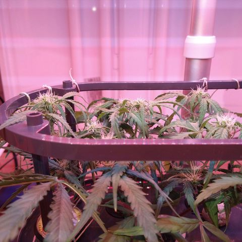 Arcana growlog photo: Level canopy