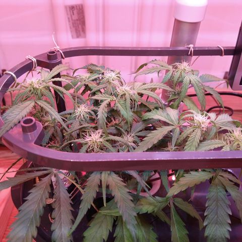 Arcana growlog photo: Level canopy
