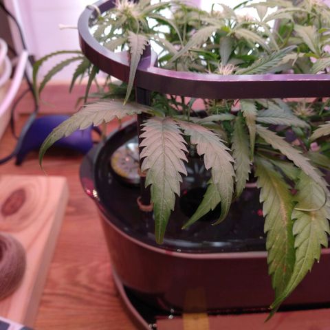 Arcana growlog photo: Some leaf tips curling down