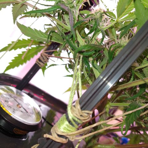 Arcana growlog photo: Trained for spacing