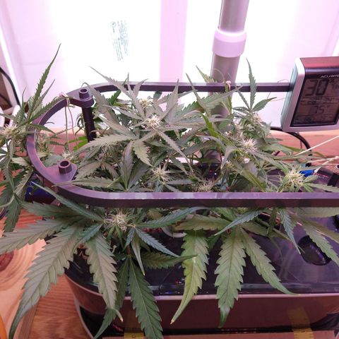 Arcana growlog photo: Trained for spacing