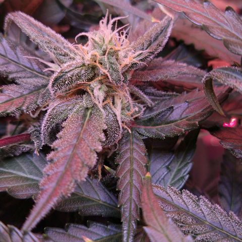 Arcana growlog photo: Orange hairs