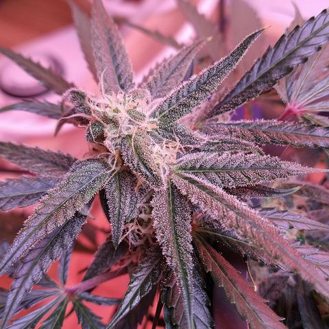 Arcana growlog photo: Orange hairs