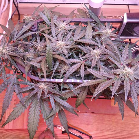 Arcana growlog photo: Orange hairs