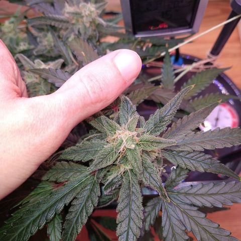 Arcana growlog photo: Big sugar leaves