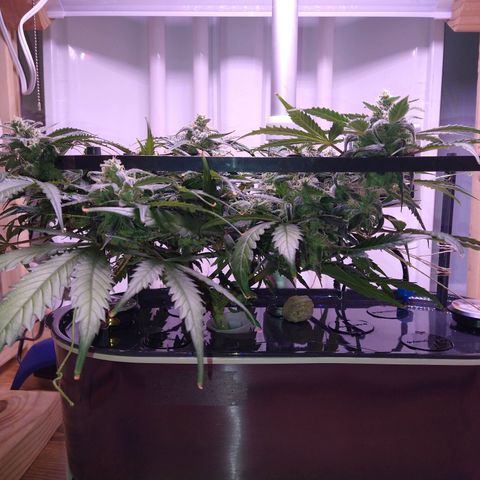 Arcana growlog photo: Short and dense = fat dense nugs
Trellis is 5in tall