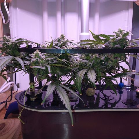 Arcana growlog photo: Post trim