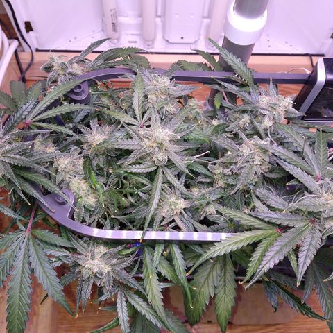 Arcana growlog photo: Post trim