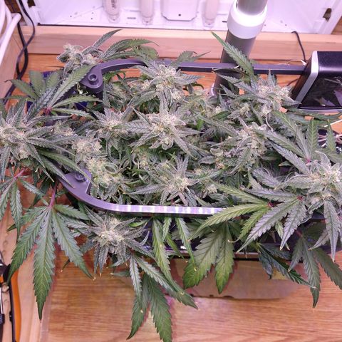 Arcana growlog photo: Weed all the way down