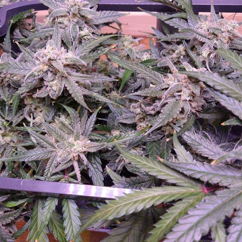 Arcana growlog photo: Weed all the way down