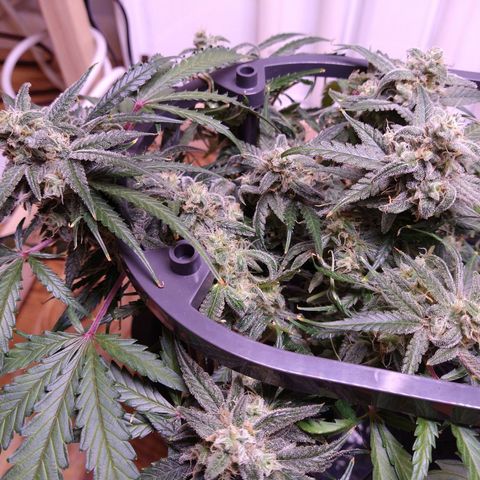 Arcana growlog photo: Weed all the way down