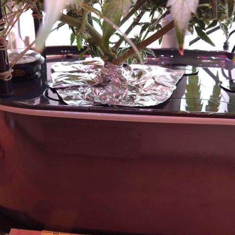 Arcana growlog photo: Foil around base for mold in subsrate