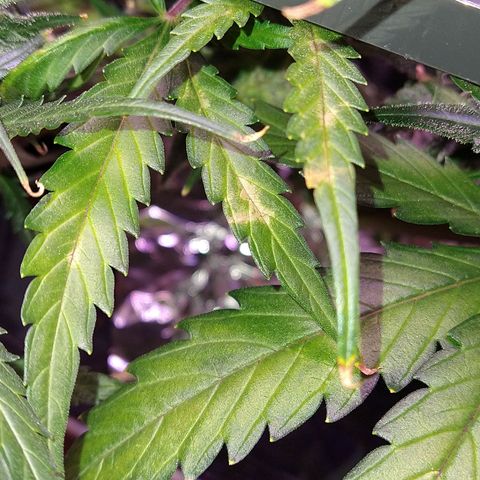 Arcana growlog photo: Light brown spots on leaves