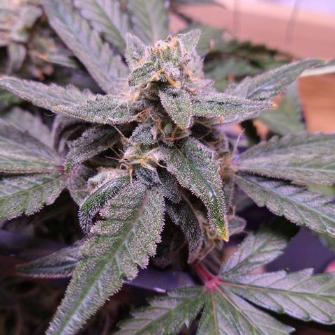 Arcana growlog photo: Light brown spots on leaves indicate possible Ca deficiency.
Added CaMg.
Most pistils have ambered on topmost nugs.