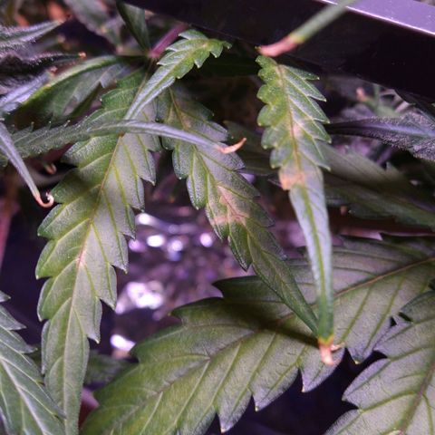 Arcana growlog photo: Light brown spots on leaves indicate possible Ca deficiency.
Added CaMg.
Most pistils have ambered on topmost nugs.