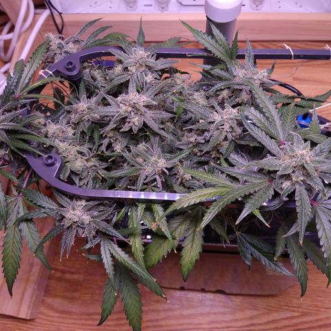 Arcana growlog photo: Light brown spots on leaves indicate possible Ca deficiency.
Added CaMg.
Most pistils have ambered on topmost nugs.