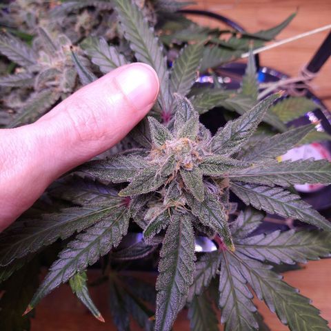 Arcana growlog photo: Thumb nug