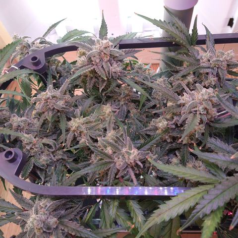 Arcana growlog photo: 1 top nug harvested