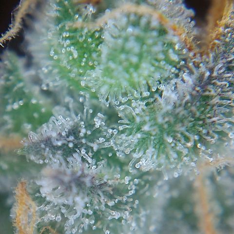 Arcana growlog photo: Partly cloudy