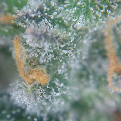 Arcana growlog photo: Partly cloudy