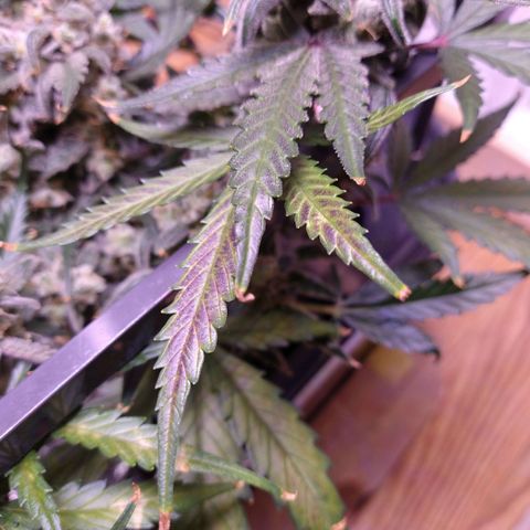 Arcana growlog photo: Dark red/purple coloration on a couple of mid/upper leaves