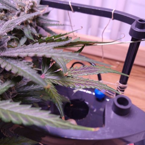 Arcana growlog photo: Dark red/purple coloration on a couple of mid/upper leaves