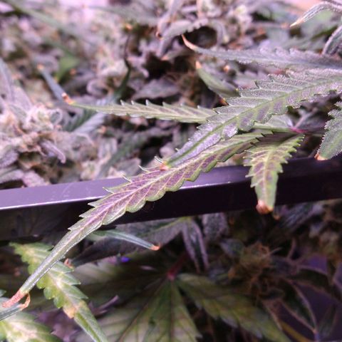 Arcana growlog photo: Dark red/purple coloration on a couple of mid/upper leaves