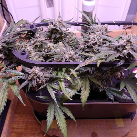Arcana growlog photo: Dark red/purple coloration on a couple of mid/upper leaves