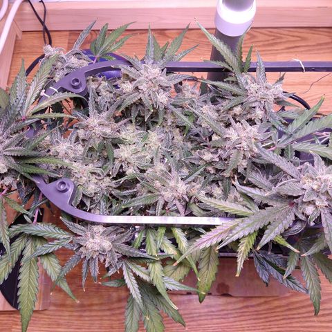 Arcana growlog photo: Dark red/purple coloration on a couple of mid/upper leaves