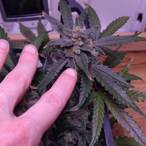 Arcana growlog photo: Large sugar leaves