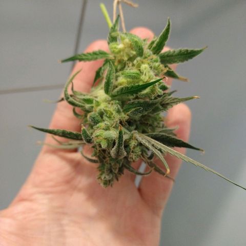 Arcana growlog timeline photo