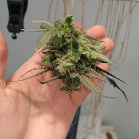 Arcana growlog timeline photo