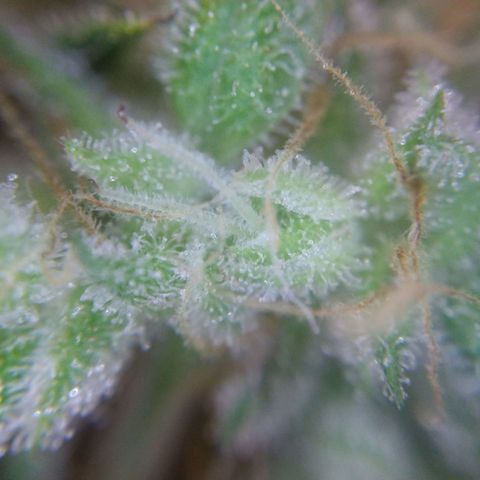 Arcana growlog photo: Harvested nug trichomes