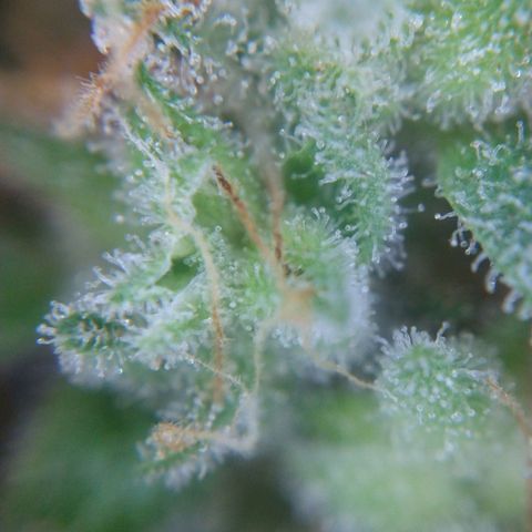 Arcana growlog photo: Harvested nug trichomes