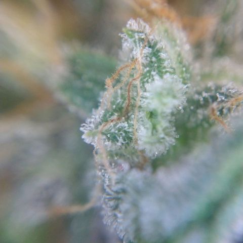 Arcana growlog photo: Harvested nug trichomes