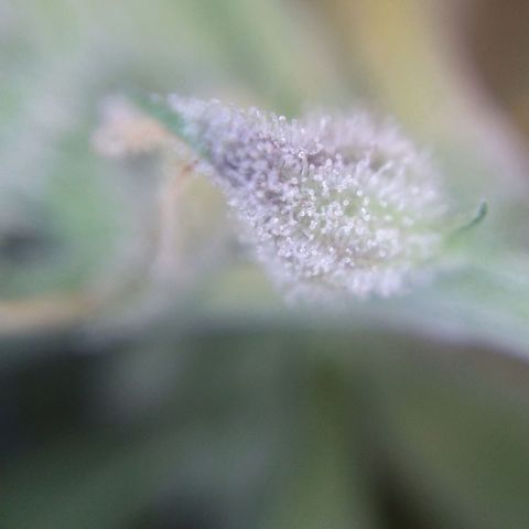 Arcana growlog photo: Harvested nug trichomes