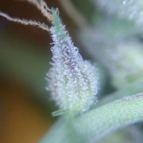 Arcana growlog photo: Harvested nug trichomes